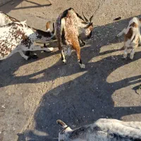 کهره نرذات نقشی دوکهره|حیوانات مزرعه|بندرعباس, |دیوار