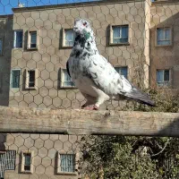 کبوتر ضمانتی