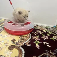 واگذاری نژاد دو رگه پرشین|گربه|مشهد, کوثر|دیوار