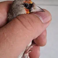 سهره نر همراه قفس وسایل