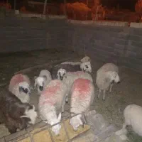 ده عدد گوسفند فروشی|حیوانات مزرعه|یزد, |دیوار