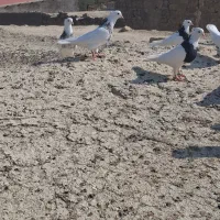 کبوتر طوقی|پرنده|مسجد سلیمان, |دیوار