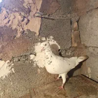 کفتر خارا نر