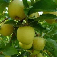 اجاره باغ سیب