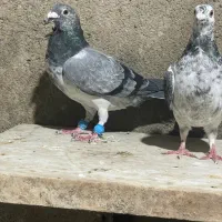 جفتگاه درجه یک کفتر خوب