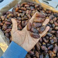 خط تولید خرما شکلاتی(اینروبر و تونل انجماد)|ماشین‌آلات صنعتی|صفادشت, |دیوار