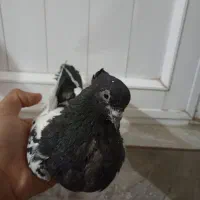 چند عدد کبوتر ابلغ وسینه ای|پرنده|اصفهان, فردوان|دیوار