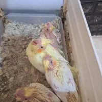 عروس هلندی با ۴تا جوجه|پرنده|شیراز, تندگویان|دیوار