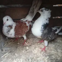یه جفت کبوتر مست