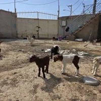 بزغاله شیری