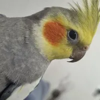 عروس هلندی گم شده