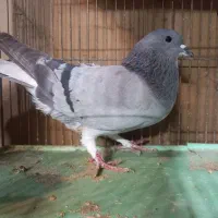 پرنده کبوتر خرقه تهرانی