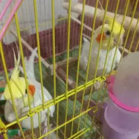 عروس هلندی لوتینو سخنگو|پرنده|دهلران, |دیوار