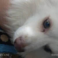 سگ گمشده لطفاً هر کی دیده خبر بده