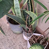 ح ر ا ج گیاهان آپارتمانی|گل و گیاه طبیعی|کرج, بنیاد|دیوار