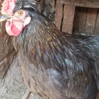 خروس لاری چهل جیل