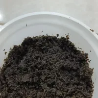 سبزی سرخ شده محلی