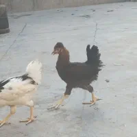 مرغ گلین