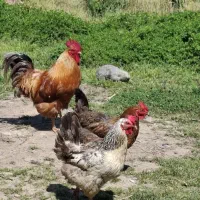 دوعدد مرغ تخم گذار سالم جوان ویک خروس درشت جوان