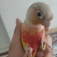 طوطی گرینچیک