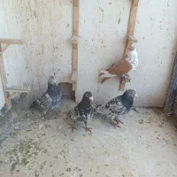 سرور هفت رنگ وبزک سرور کاکلی