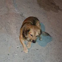 سگ پاکوتاه نر