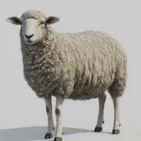 45 راس بره مناسب پروار و کشتار