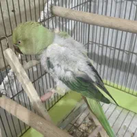 طوطی ملنگو نر|پرنده|شیراز, کوشک میدان|دیوار