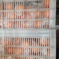 مرکبات پرتغال تامسون