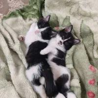 واگذاری دو عدد بچه گربه