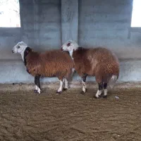 تعدادی قوچ بروجردی درجه یک برای داشتی