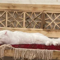 گربه پرشین نر