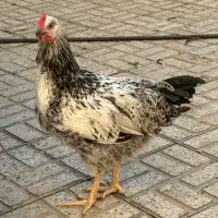 نیمچه مرغ و خروس