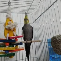 عروس هلندی سینامون