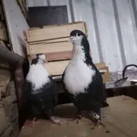 کبوتر کراواتی