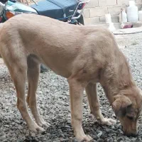 توله 8ماهه توله تبر قهرمان وحیدعباسی|سگ|همدان, |دیوار