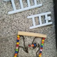 عروس هلندی نر و ماده جفت دوساله|پرنده|ارومیه, |دیوار