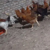 مرغ و خروس اصل محلی|حیوانات مزرعه|گمیشان, |دیوار