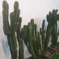 افوربیا اینگنس