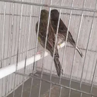 قناری نر سوخته ای و زیتونی|پرنده|اصفهان, نقش جهان|دیوار