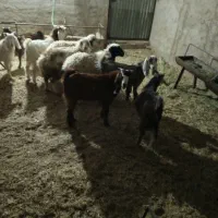 گوسفند فروشی