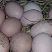 تخم مرغ برهما نطفه دار