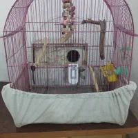 پرنده طوطی|پرنده|اهواز, بهارستان|دیوار