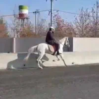 اسب