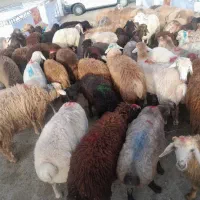 دام زنده پرگوشت (بلوار. باغستان)جمالی