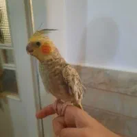 عروس هلندی کاملا دستی