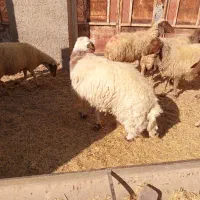 میش|حیوانات مزرعه|زرین آباد, |دیوار