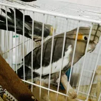 عروس هلندی