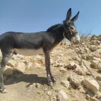 الاغ فروشی|حیوانات مزرعه|شیراز, سعدیه شمالی|دیوار