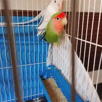 کوتوله‌ی‌جفت‌‌(با تخم‌)